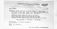 Diaporthe vexans image